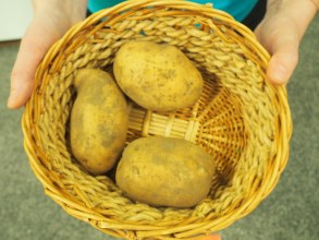 SKĄD SIĘ BIORĄ FRYTKI ZAJĘCIA W MALUSZKACH